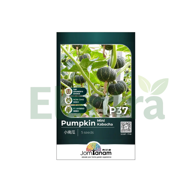 P37 PUMPKIN MINI KABOCHA